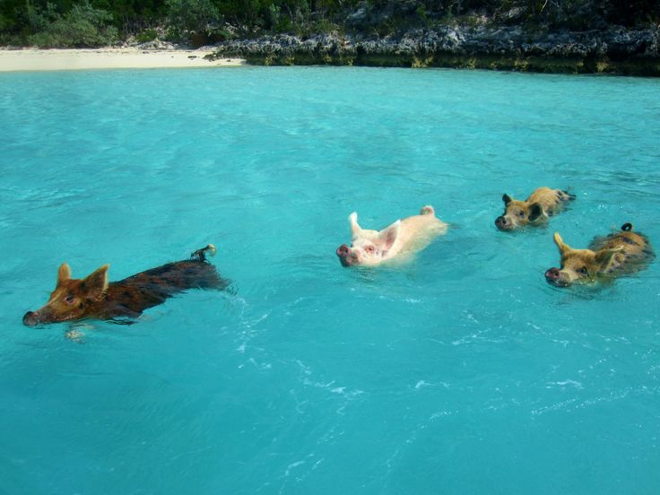 Mau Berenang Bareng Babi? Ke Pantai Ini Aja, Gan!