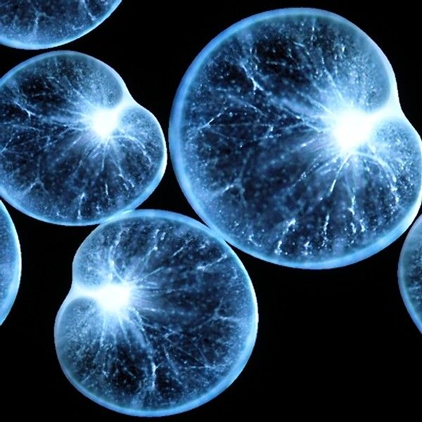 7 Organisme Biolumenescence Menakjubkan