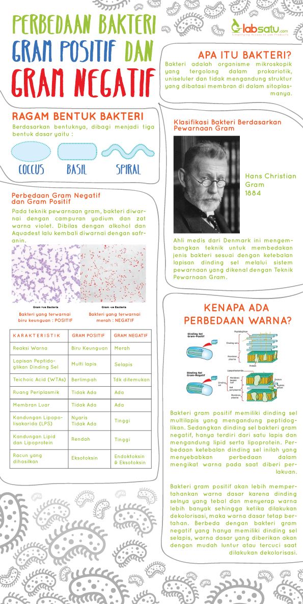 Perbedaan Bakteri Gram Positif dan Gram Negatif
