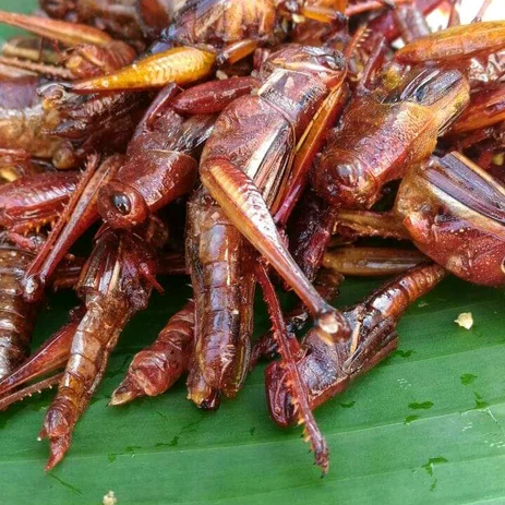 Tak Hanya Nasi, Belalang Goreng Jadi Menu Bergizi Gratis di Blora Jawa Tengah