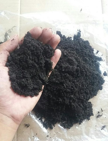 Mau Bertanam Kurma ? Di Indonesia Juga Bisa! Berikut Tips Bertanam Kurma Di Indonesia