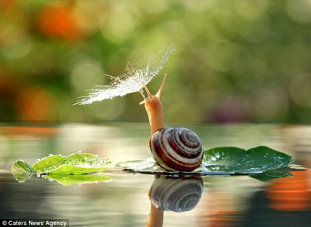 Siput Lucu yg unyu-unyu 