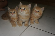 jual kitten mix persia angora 3 bulan. lucu imut sehat dan bervaksin!