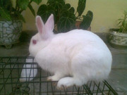 JUAL KELINCI HIAS BERKUALITAS ENGLISH ANGORA DAN NETHERLAND DWARF