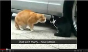 Kucing Berantem With Subtitle (diJamin Ngakak Gan)