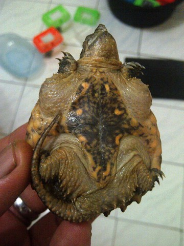 Common Snapping Turtle Good 500K only