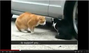 Kucing Berantem With Subtitle (diJamin Ngakak Gan)