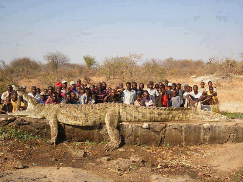 Menurut agan ni Buaya gede gak ???