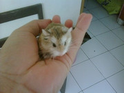 erye-community-9668-1769-9734973497339733-hamster-lover-9829-regional-yogyakarta-9733973397349734-1769-9658