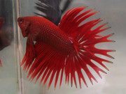 Jual ikan cupang Serit, Halfmoon, Plakat, Double Tail, aduan katong