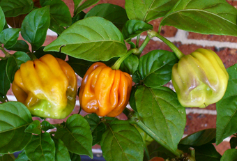 share-cabe-habanero---part-7