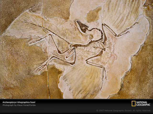 Archaeopteryx lithographica,Burung Pertama di Dunia