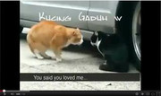 Kucing Berantem With Subtitle (diJamin Ngakak Gan)