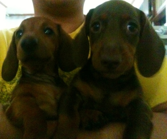 Anakan Tekel / Dachshund / Anjing Sosis, Induk STB Non-mix (ras murni)
