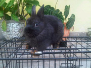 JUAL KELINCI HIAS BERKUALITAS ENGLISH ANGORA DAN NETHERLAND DWARF