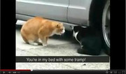 Kucing Berantem With Subtitle (diJamin Ngakak Gan)