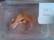 GECKO MURMER n MIRING buat yang nubie