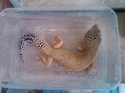 GECKO MURMER n MIRING buat yang nubie
