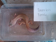 GECKO MURMER n MIRING buat yang nubie