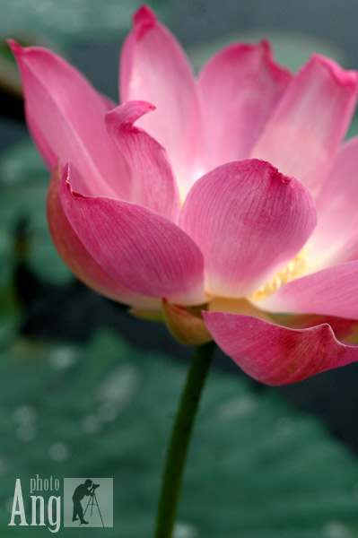 nongkrong-bareng-plants-photography-buat-yang-suka-foto-tetumbuhan