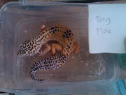 GECKO MURMER n MIRING buat yang nubie