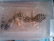 GECKO MURMER n MIRING buat yang nubie