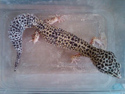 GECKO MURMER n MIRING buat yang nubie