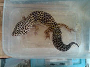 GECKO MURMER n MIRING buat yang nubie