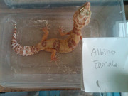 GECKO MURMER n MIRING buat yang nubie