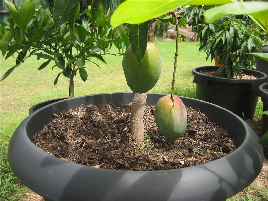 Tabulampot