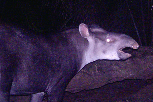 Tapir Jenis Baru Ditemukan di Hutan Amazon