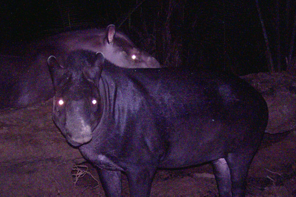 Tapir Jenis Baru Ditemukan di Hutan Amazon