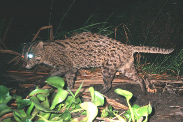 Kucing Bakau,si Imut yang Terlupakan