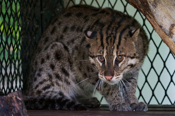 Kucing Bakau,si Imut yang Terlupakan