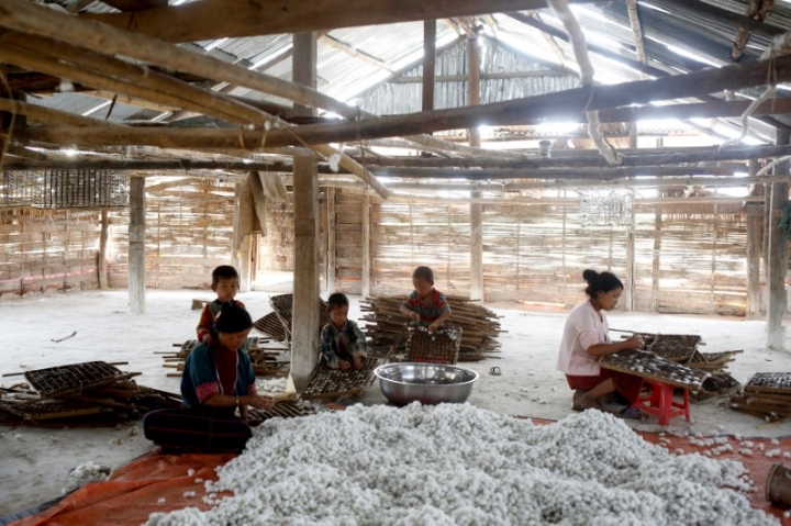 Petani Myanmar Beralih dari Budidaya Bunga Poppy ke Ternak Ulat Sutra