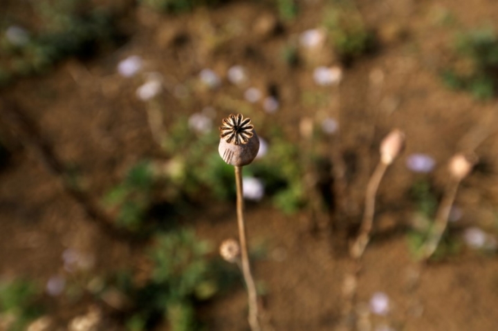 Petani Myanmar Beralih dari Budidaya Bunga Poppy ke Ternak Ulat Sutra