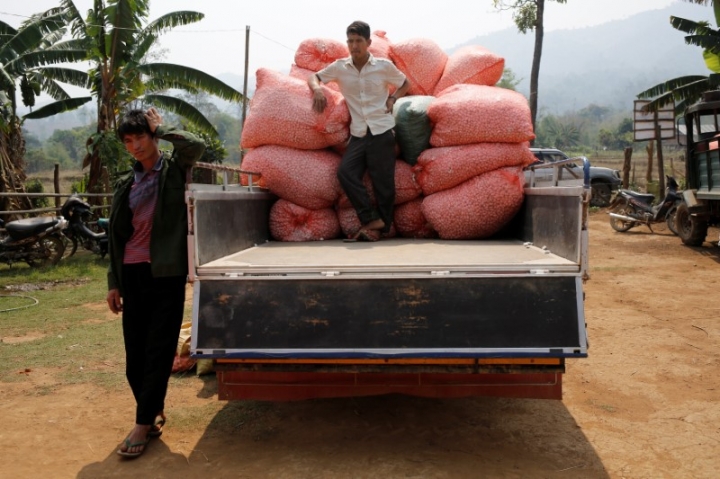 Petani Myanmar Beralih dari Budidaya Bunga Poppy ke Ternak Ulat Sutra
