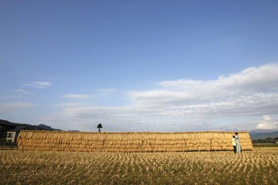 Ah Tiong News,Japanese rice: the new, safe luxury food in China