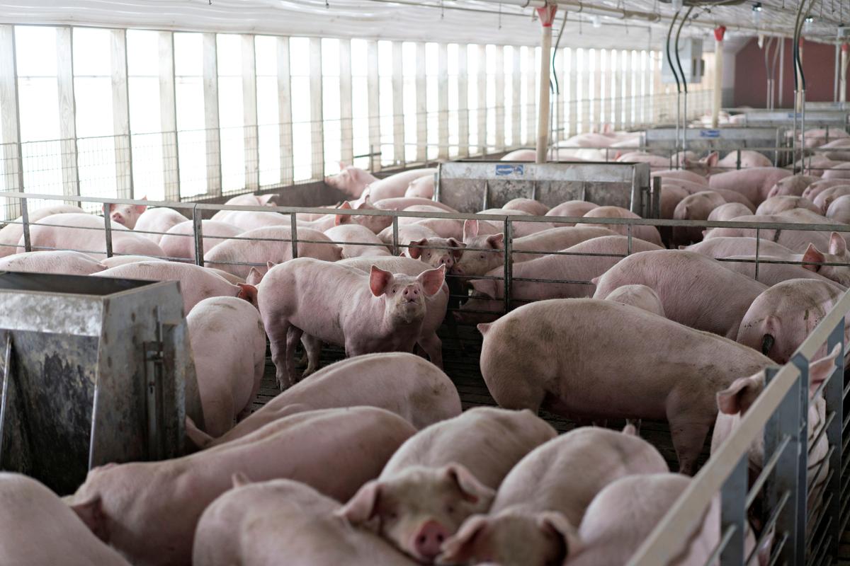 China buys U.S. pork despite trade tariffs as hog disease spreads
