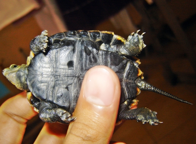 DIJUAL kura ambon sulawesi dan mauremys japonica
