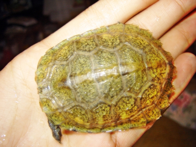 DIJUAL kura ambon sulawesi dan mauremys japonica