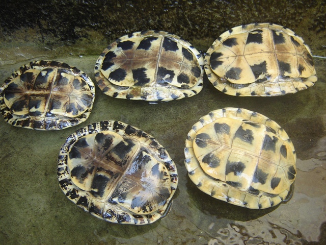 DIJUAL kura ambon sulawesi dan mauremys japonica