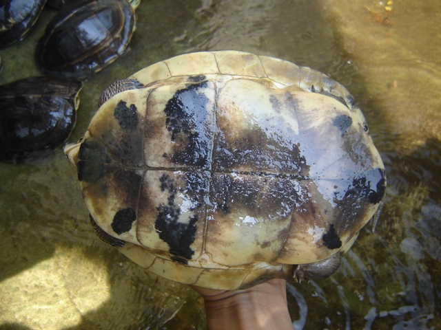 DIJUAL kura ambon sulawesi dan mauremys japonica