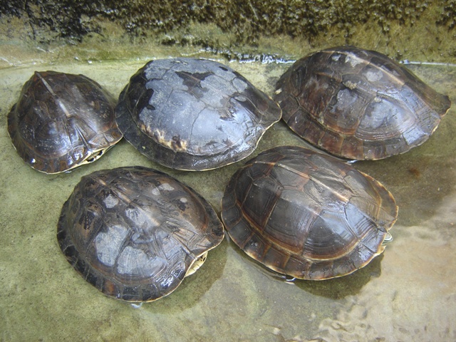 DIJUAL kura ambon sulawesi dan mauremys japonica
