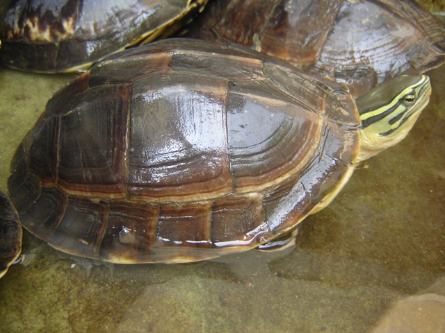 DIJUAL kura ambon sulawesi dan mauremys japonica