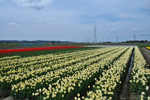 &#91;PICT+&#93; Keindahan Ladang Tulip di Jepang