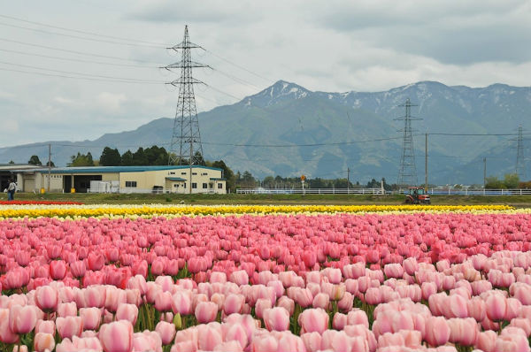&#91;PICT+&#93; Keindahan Ladang Tulip di Jepang
