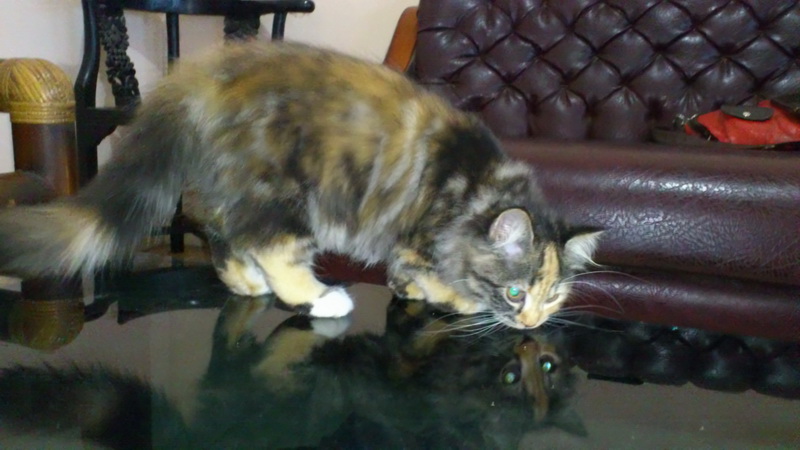 █ ▄ █ ミ★ KITTEN PeRsiA LucU ★彡 █ ▄ █