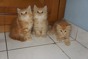 jual kitten mix persia angora 3 bulan. lucu imut sehat dan bervaksin!