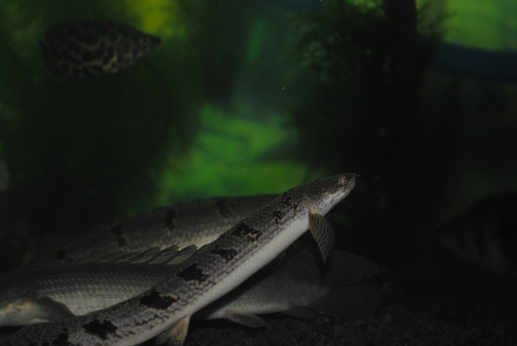 polypterus-aka-palmas-lounge-part-ii-ask-sharing--post-your-bichir-here